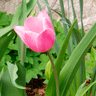 Tulipán